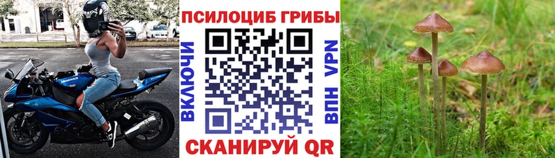 Псилоцибиновые грибы прущие грибы  сайты даркнета состав  Ивдель  ОМГ ОМГ ссылки 